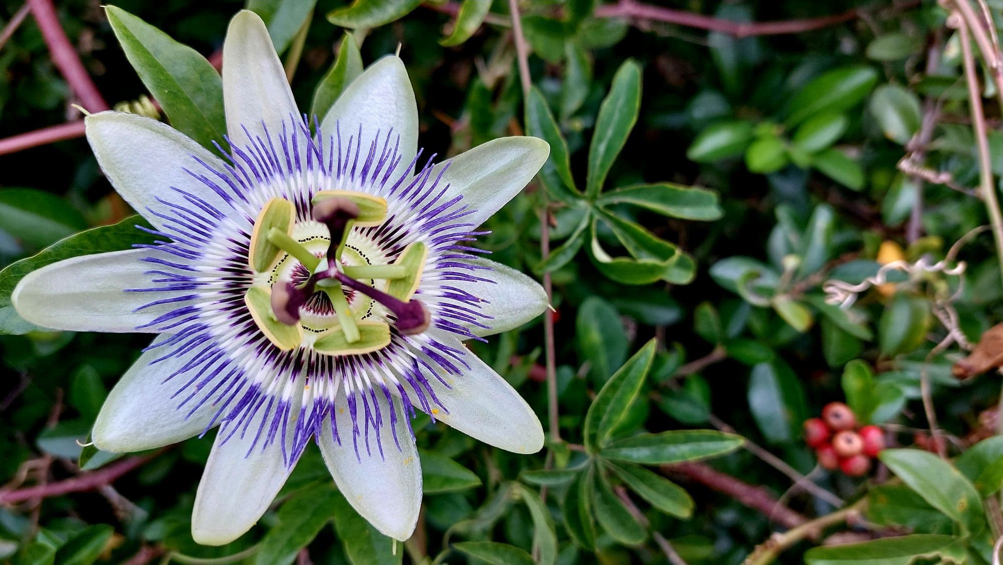 A passionflower beside its green fruit and buds